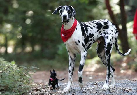 big dog and little dog 